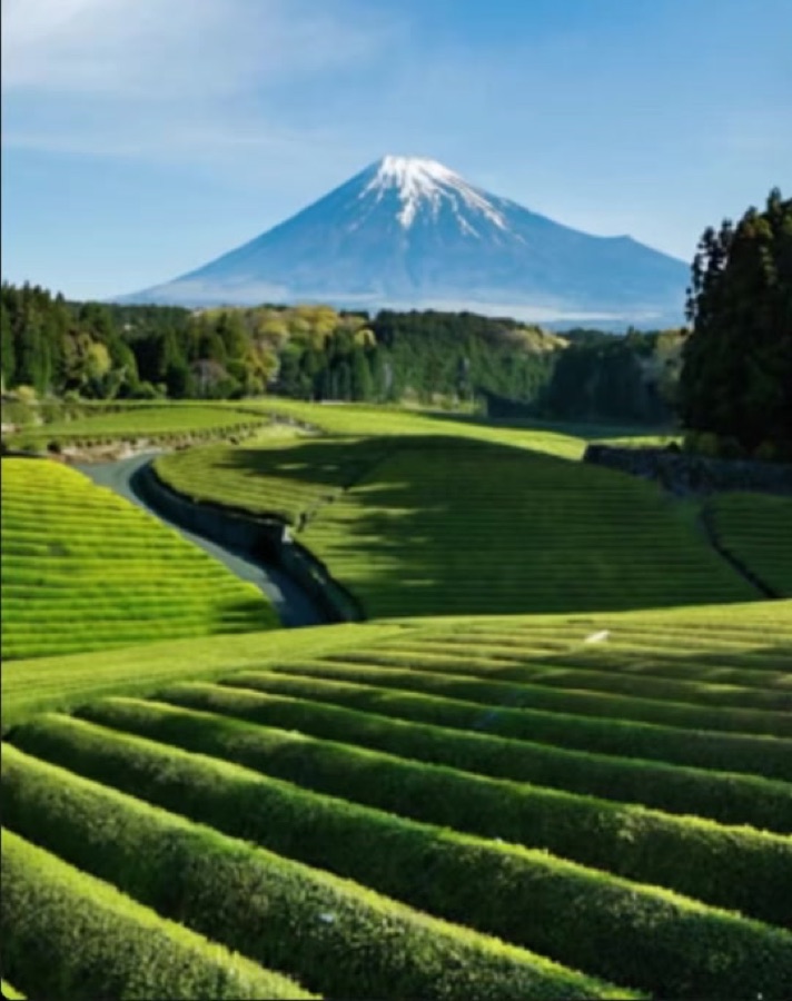 De Shizuoka a Lindas: el mejor matcha 🍵